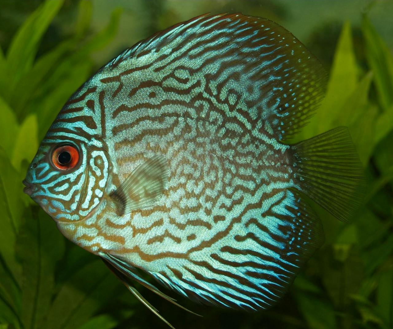 Close-up of a vibrant blue discus fish swimming underwater with intricate patterns.