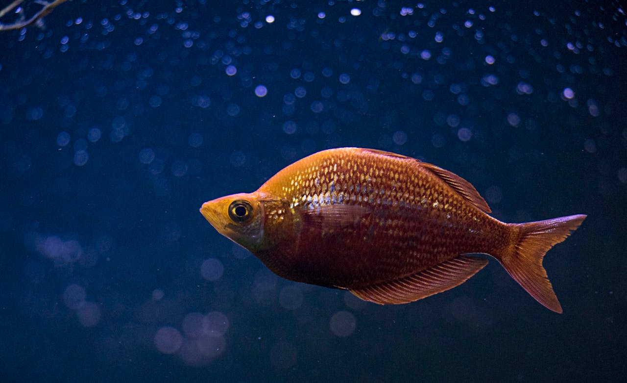 Close-up of a vibrant orange fish gracefully swimming in a dark blue aquatic setting.