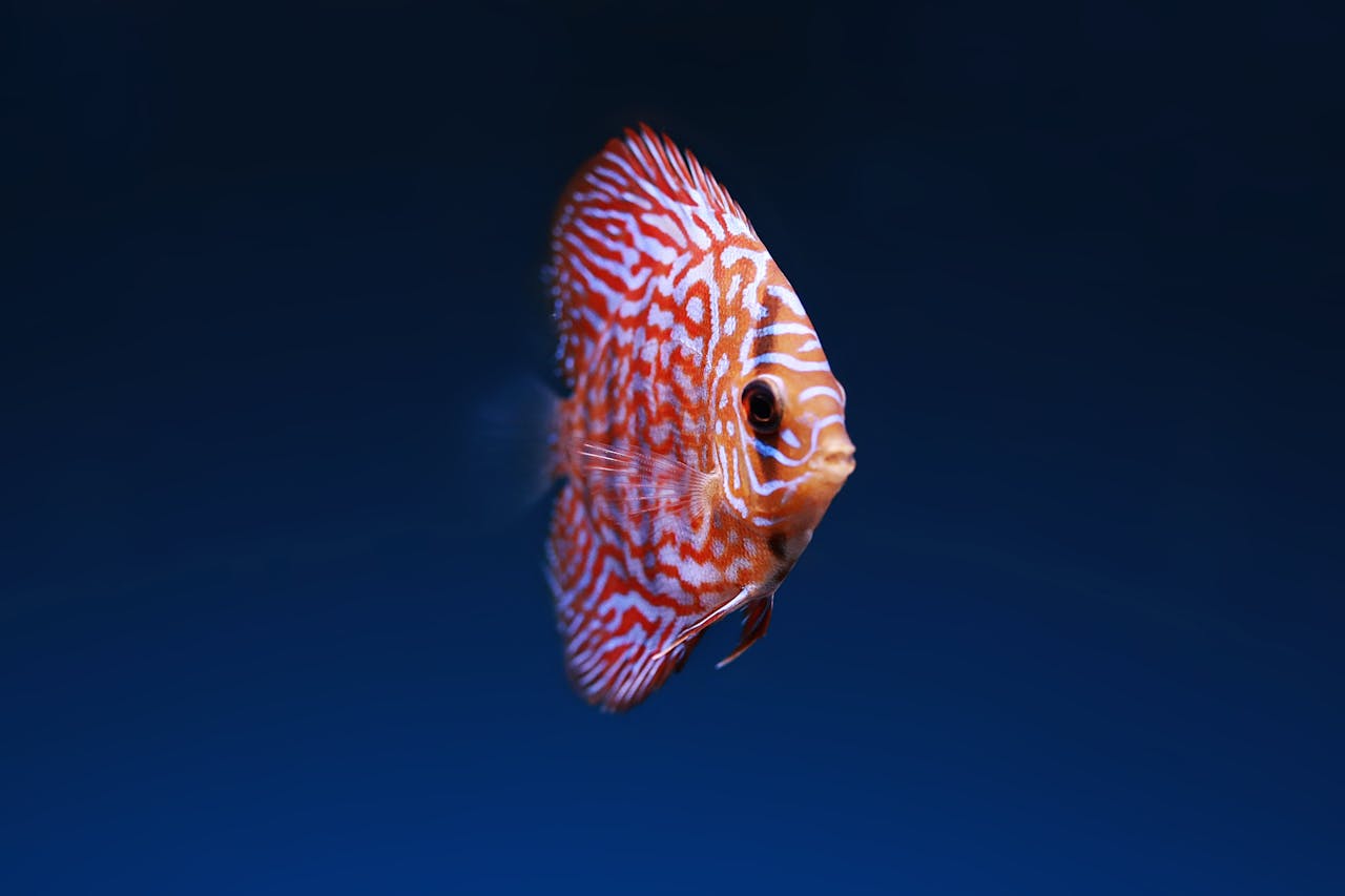 Close-up of a vibrantly colored discus fish swimming gracefully in aquatic depths.