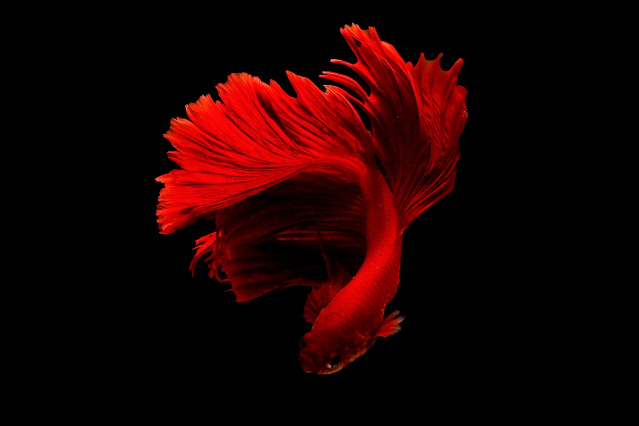 our-experience Stunning close-up of a red Betta fish with flowing fins on a black background.