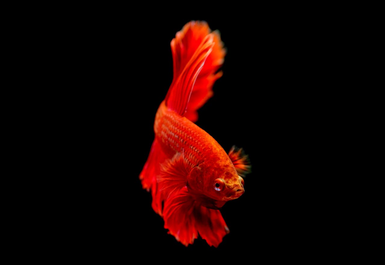 Close-up of a vivid red Betta fish swimming gracefully on a black background.