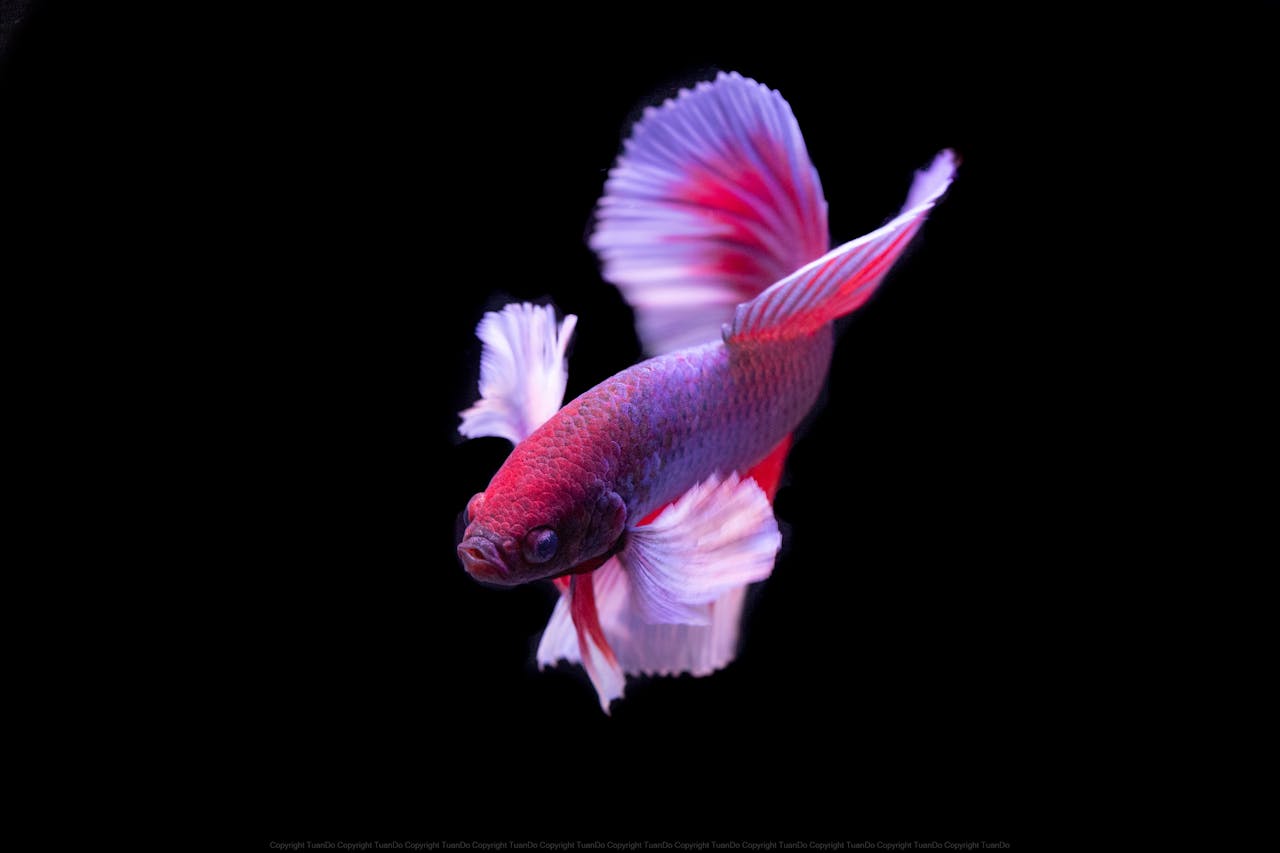 about-img Vivid Betta fish displaying colorful fins against a black background, showcasing its natural beauty.