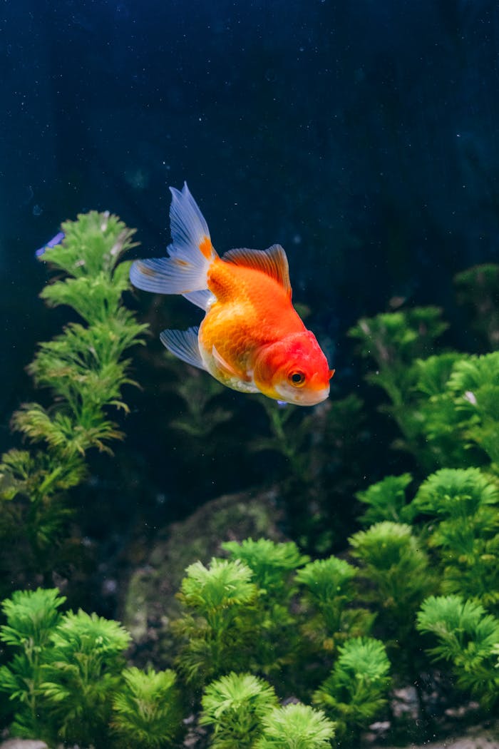 Vibrant goldfish with lush aquatic plants in an Indonesian aquarium.