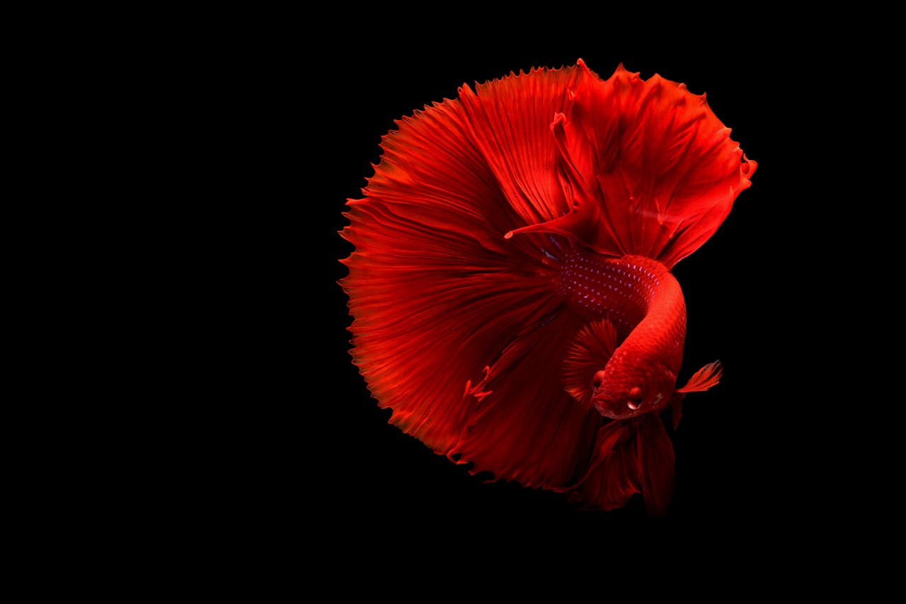 about-02 Stunning red Siamese fighting fish with flowing fins on a black background.