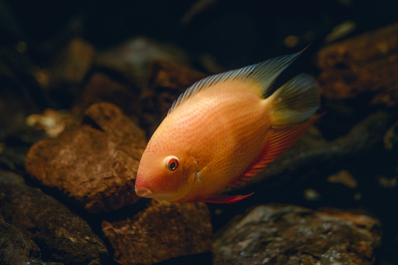 A vivid close-up of a colorful fish swimming among rocks in an aquatic setting.