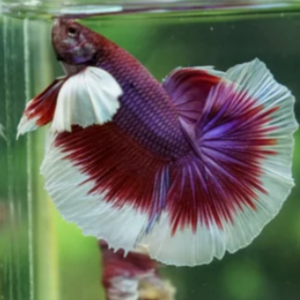 elephant ear (dumbo) betta fish