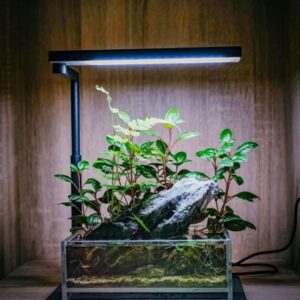 glass terrarium display box, handcrafted clear aquarium tank for plants, modern home decor (12 length 12 width 6 height)(glass tank only)