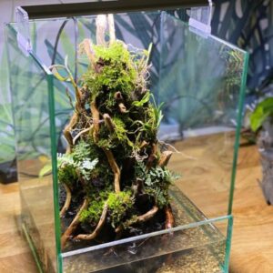 glass terrarium display box, handcrafted clear aquarium tank for plants, modern home decor (12 inch height 9 inch width 9 inch length)(glass tank only)
