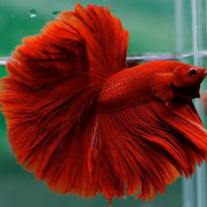 the red ohm betta: living electricity in crimson
